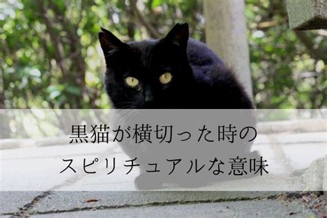 猫が横切る ジンクス|黒猫が横切ると不吉？ 幸運の前兆？ スピリチュアル的な意味と。